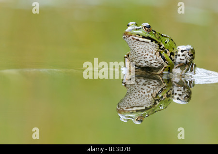 Wasser-Frosch (Rana Esculenta, außer kl. Esculentus) mit Reflexion Stockfoto