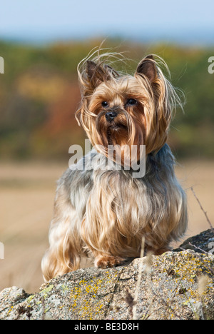 Yorkshire Terrier, Yorkie, stehen auf Felsen Stockfoto