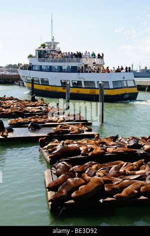 Sea Lions Basking on Docks Pier 39 San Francisco Old Blue Tourist Boat // San FRANCISCO, Kalifornien – California Seelöwen (Zalophus californianus) sonnen sich an hölzernen Docks am Pier 39, einer prominenten Touristenattraktion in San Francisco. Ein „Old Blue“-Touristenboot, das Passagiere befördert, fährt an der großen Versammlung von Meeressäugern vorbei. Diese Seelöwen besiedelten 1989 das K-Dock am Pier 39 nach dem Loma Prieta Erdbeben. Seitdem sind sie zu einem ikonischen Anblick geworden und ziehen Besucher aus der ganzen Welt an, um ihr unverwechselbares Bellen und ihre verspielten Mätzchen zu erleben. Pier 39 befindet sich in San Francisco' Stockfoto