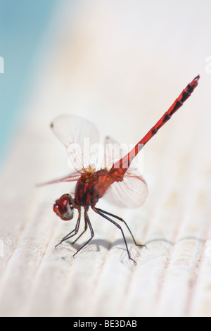 Eine Nahaufnahme einer Libelle Stockfoto