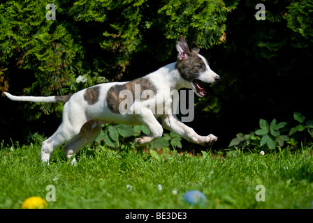 Magyar Agar, Ungarischer Windhund Welpen quer über eine Wiese Stockfoto