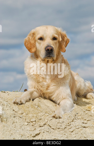 Golden Retriever, liegend auf einem Sandhügel Stockfoto