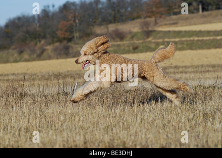 Läuft große Apricot Pudel, riesige Pudel Stockfoto