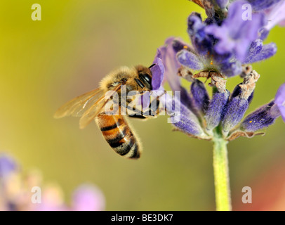 Biene (Apis), Fütterung, echter Lavendel (Lavandula Angustifolia) Stockfoto