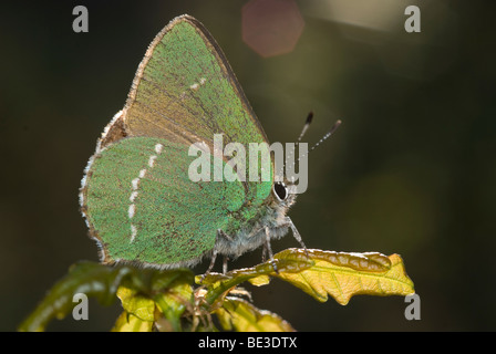 Grüner Zipfelfalter (Callophrys Rubi) Stockfoto