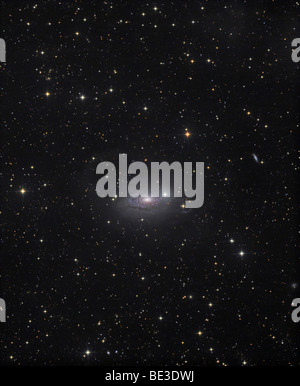 Die Sonnenblumen Galaxie Stockfoto