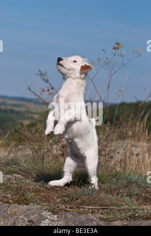 Jack Russell Terrier männlich auf seinen Hinterbeinen stehend Stockfoto