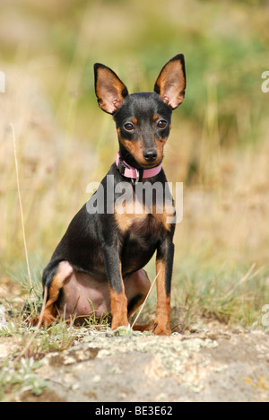 Zwergpinscher Gras sitzen Stockfoto