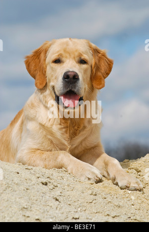 Golden Retriever, liegend auf einem Sandhügel Stockfoto