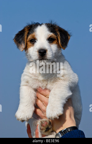 Jack Russell Terrier von Händen Wabbel Stockfoto