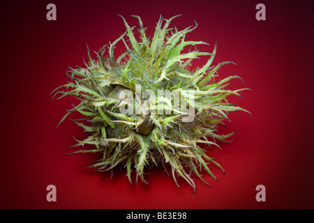 Haselnüsse des Baumes türkische Hasel (Corylus Colurna) eingewickelt in ihrer Involucre. Noisettes de Coudrier Dans Leur Involucre. Stockfoto