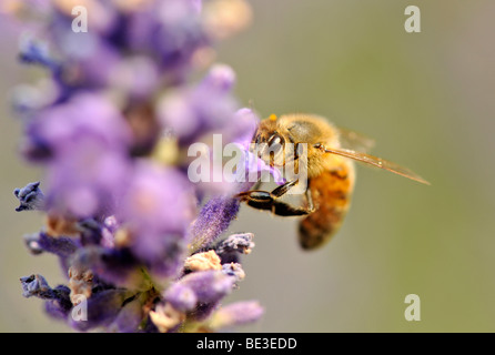 Biene (Apis), Fütterung, echter Lavendel (Lavandula Angustifolia) Stockfoto
