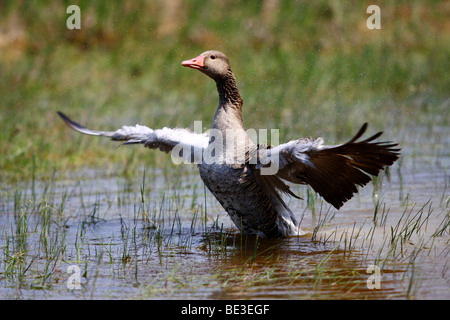 Graugans Gans (Anser Anser) stehen im flachen Wasser und trocknen ihre Flügel Stockfoto