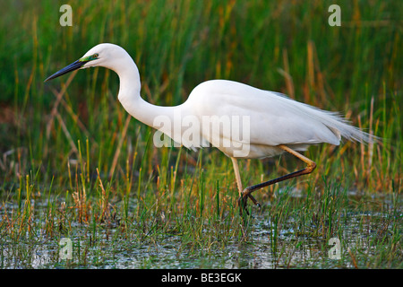 Silberreiher (Casmerodius Albus, Egretta Alba), die Jagd im flachen Wasser Stockfoto