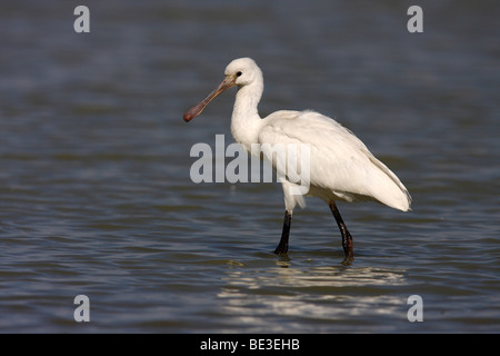 Eurasische Löffler (Platalea Leucorodia), im flachen Wasser stehend Stockfoto