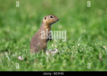 Europäische Ziesel, europäischen Zieselmaus (Citellus Citellus, Spermophilus Citellus) auf den Hinterbeinen stehend und t erkunden Stockfoto