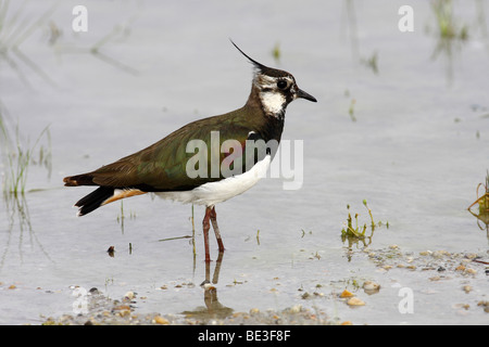 Nördlichen Kiebitz (Vanellus Vanellus) im flachen Wasser stehend Stockfoto