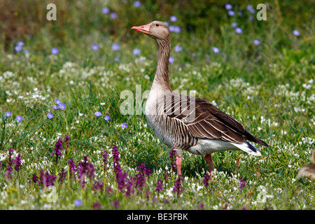 Graugans (Anser Anser) steht auf einer Wiese mit Orchideen Stockfoto