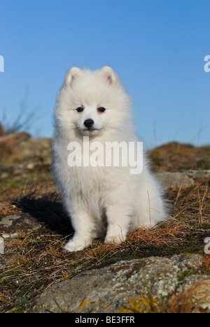 Japanese Spitz oder Nihon Supittsu sitzen auf einem Felsplateau Stockfoto