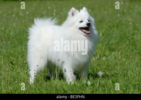 Japanese Spitz oder Nihon Supittsu stehen auf einer Wiese Stockfoto