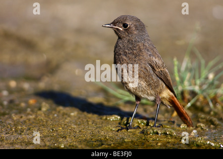 Black Redstart (Phoenicurus Ochruros), jungen am Wasser Stockfoto