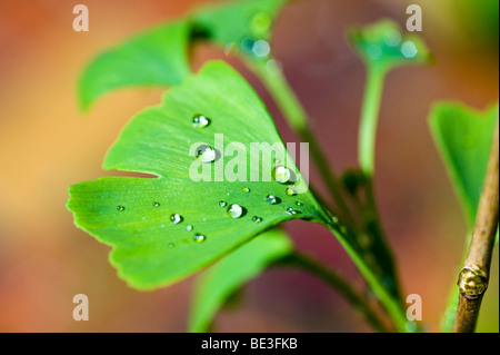 Ginkgo-Blatt (Ginkgo Biloba), bedeckt mit Wassertropfen Stockfoto