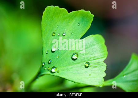 Ginkgo-Blatt (Ginkgo Biloba), bedeckt mit Wassertropfen Stockfoto