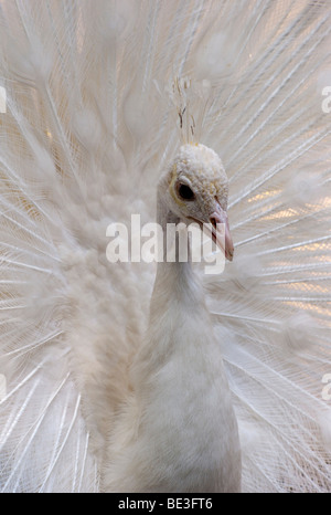 Weißer Pfau (Pavo Cristatus Mut. Alba), weiße Mutation, Balz Stockfoto