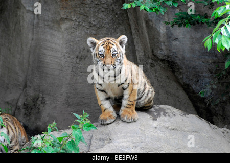 Sibirischer Tiger (Panthera Tigris Altaica), Jungtier Stockfoto