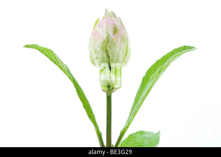 Salbei mit falsche Blüte, für die Schaffung neuer Blätter verwendet Stockfoto