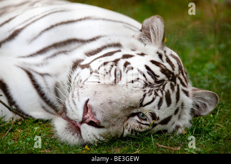 Bengal Tiger, Bengalisk Tiger (Panthera tigris tigris) Stockfoto