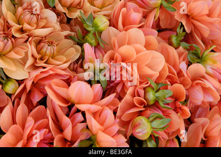 Dahlien, orange-Aprikose Stockfoto