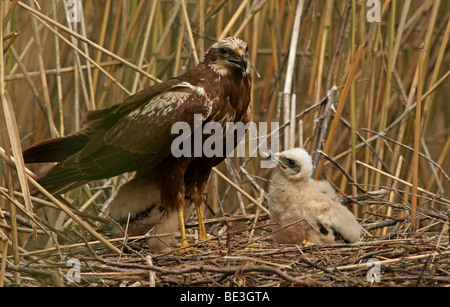 Western-Rohrweihe (Circus Aeruginosus) mit Küken im nest Stockfoto