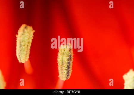 Ritter Star (Hippeastrum) Stockfoto