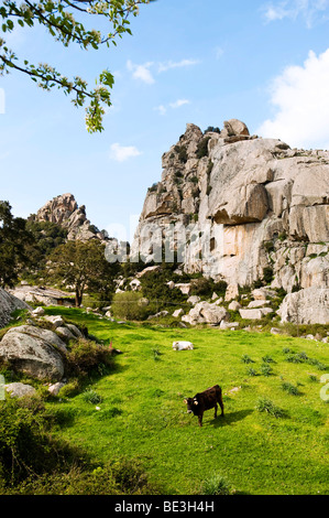 Kuh vor Felsen, Landschaft in der Nähe von Aggius, Sardinien, Italien, Europa Stockfoto
