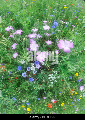 Sommerwiese, Klatschmohn (Papaver Rhoeas), Kornblumen (Centaurea Cyanus), Schafgarbe (Achillea), gelbe Gänseblümchen (Leucanthemum) Stockfoto