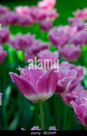 Gefranjerde T Dallas, Keukenhof im Frühling, Niederlande Stockfoto