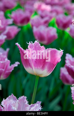 Gefranjerde T Dallas, Keukenhof im Frühling, Niederlande Stockfoto