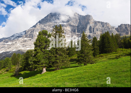 Schutzwald am Fuße des Eiger, Grindelwald, Schweiz, Europa Stockfoto