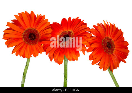 Drei rote Gerbera isoliert auf weiß Stockfoto