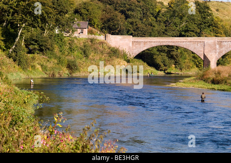 Angeln nach Lachs auf dem Lower River Tweed bei Ladykirk und Norham Bridge auf der schottischen Seite der Grenze. Stockfoto