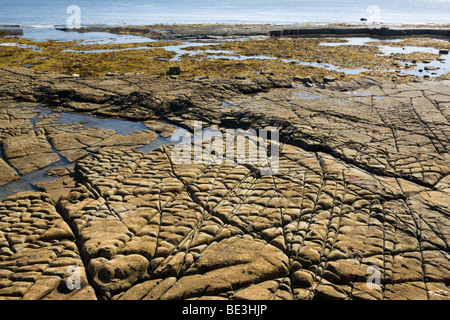 Dolomit-Muster am Strand von Kimmeridge Bay auf der Dorset Küste von England, UK Stockfoto