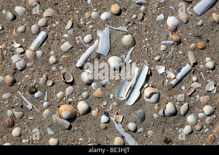 Muscheln angespült am Strand der Insel Rømø, Tønder, Dänemark, Europa Stockfoto