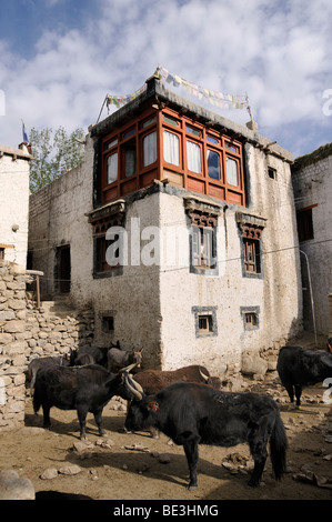 Dzo, Hybriden aus Yak und Vieh vor einem traditionellen Bauernhaus, Leh, Ladakh, Indien, Himalaya, Asien Stockfoto