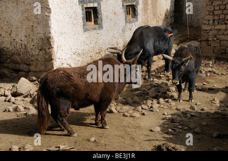 Dzo, Hybriden aus Yak und Vieh vor einem traditionellen Bauernhaus, Leh, Ladakh, Indien, Himalaya, Asien Stockfoto