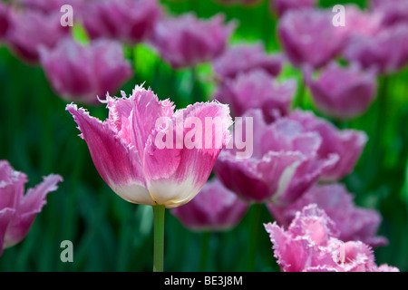 Gefranjerde T Dallas, Keukenhof im Frühling, Niederlande Stockfoto