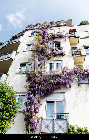 Chinesische Wisteria (Wisteria Sinensins) twining einer Fassade Stockfoto