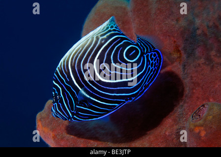 Juvenile Kaiser Kaiserfisch (Pomacanthus Imperator) in einem Schwamm, Kuda, Bali, Indonesien, Pacific Ocean Stockfoto