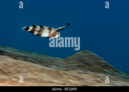 Rasiermesser Lippfisch (Xyrichtys Pavo), juvenile, allerdings über Sandboden, Kuda, Bali, Indonesien, Pazifik Blau Stockfoto