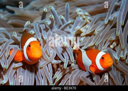 Zwei Clown Anemonenfische (Amphiprion Ocellaris) in Host-Anemone (Heteractis Crispa), Kuda, Bali, Indonesien, Pazifischer Ozean Stockfoto